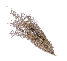 pc. bundle asparagus champagne 55 cm