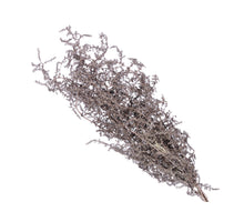 pc. bundle asparagus pink 55 cm