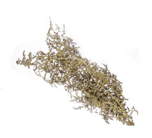 pc. bundle asparagus gold 55 cm