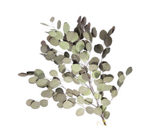 pc. bundle populus natural 55 cm
