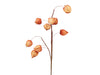 Physalis spray (9) orange 70 cm