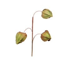 Physalis spray (3) green 40 cm