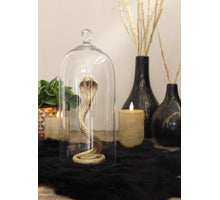 Grote glazen stolp met knop Ø13 h.30 cm