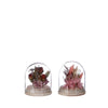 Bell jar with dried flowers 2 assorted - Ø8 h.10 cm - pink/burgundy