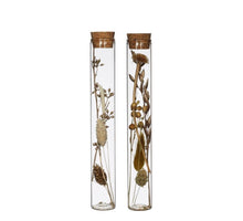 Glass tube natural chique dried flowers 2 ass H20 D3 cm