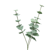 Eucalyptus Cinera lvs pick x3 60cm