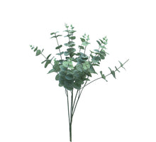 Eucalyptus Cinera lvs bush 5x3 60cm