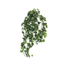 Ivy Chicago hanger XL variegated 100cm (259 lvs)