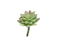 Sedum pick green/red 16cm