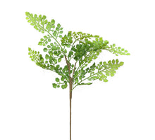 Fern Maiden Hair lvs green 53cm