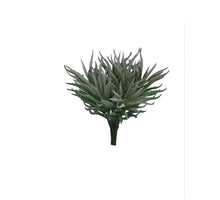 Crassula Himalaya pick gray 15cm