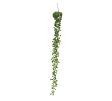 Senecio hanger green 60cm