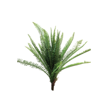 UV Fern Torres Sunrise 60cm (6 months UV-protected)