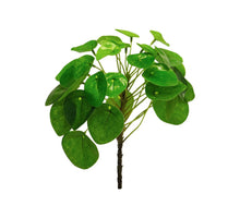Pilea peperomioides green 23cm