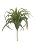 Tillandsia pick green 17cm