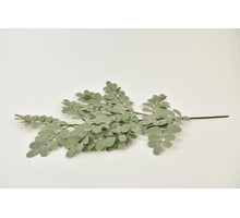 Robinia pseudoacacia grey 70cm