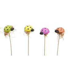 Doos á 72 houten kever/stok 4 kleuren assortie 3,5x2,5 cm