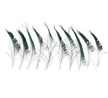 Peacock feather 25-30cm 10pc Natural