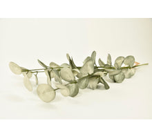 Stem Gum Tree Leaves 10x10x54cm Light Green