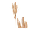 Stem Fountain Grass 12x12x58cm Beige