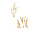 Stem Wild Barley 8x8x71cm Yellow
