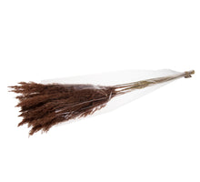 Plume reed long 105gr Brown