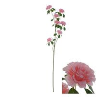 Flowerstem Ranunculus 10x10x70cm Pink