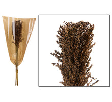 Panicum 8pc 65cm Natural