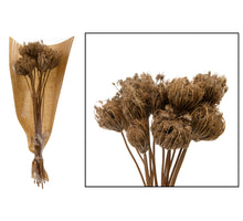 Ammi majus 15pc bundle Natural