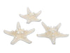 pb. 24 knobby starfish natural 5-7 cm