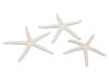 pm. 16 finger starfish natural 7-10 cm