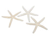 pm. 12 finger starfish natural 10-15 cm