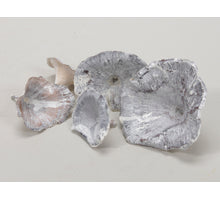 pb. golden mushroom white wash 250 gr