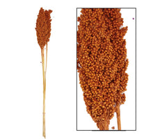 Indian corn nature 70x10x6.5cm 3pc Terra cotta