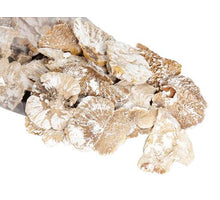 pbb. sponge mushroom small white tip 250 gr