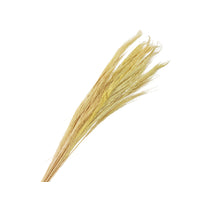 pb. broom grass 100 gr yellow 90-100 cm