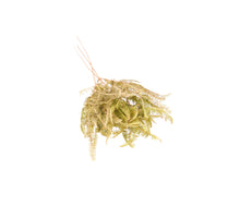 Fern barranco 30gr 60cm Natural