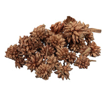 pb. star flower gold wash 500gr.