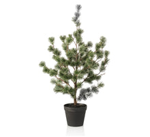 Cedar pine in pot 80cm green