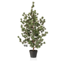 Cedar pine in pot 120cm green