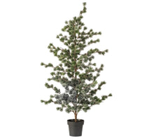 Cedar pine in pot 150cm green (knock down packing)