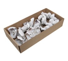 w/b 15 palm cups/wire 10cm white wash
