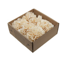 w/b. 6 shola dalia flower natural