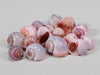 pm. kg nattai shells l.pink 1kg