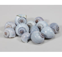pb. kg nattai shells l.blue 1kg