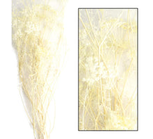 Ombrellifera open 50gr Bleached