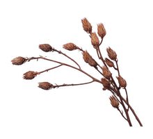Doos á 40 tak berkheya coriacea natural