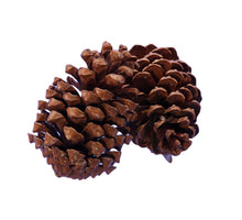 box 25 maritima cone natural 10-14 cm