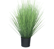 King festuca green in pot 60cm