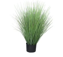 King festuca green in pot 76cm